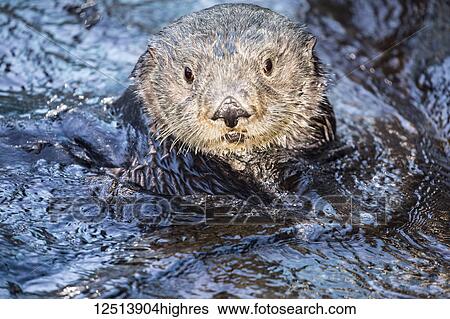 Stock Photograph - California Sea Otter (Enhydra lutris) in the water looking up at the camera; Monterey, California, United States of America. Fotosearch