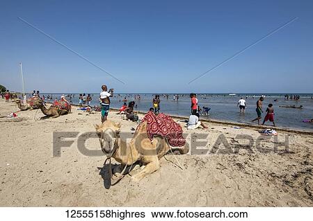 Stock Photograph - Camel and people on Gurgusum Beach, Northern Red Sea; Eritrea. Fotosearch