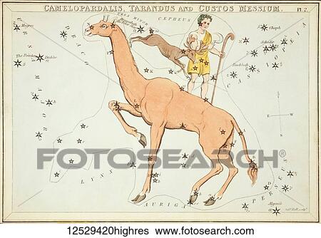 Camelopardalis, Tarandus and Custos Messium. Card Number 2 from Urania's Mirror, or A View of the Heavens, one of a set of 32 astronomical star chart cards engraved by Sidney Hall and publshed 1824. View Large Photo Image Stock Photograph - Camelopardalis, Tarandus and Custos Messium. Card Number 2 from Urania's Mirror, or A View of the Heavens, one of a set of 32 astronomical star chart cards engraved by Sidney Hall and publshed 1824.. Fotosearch