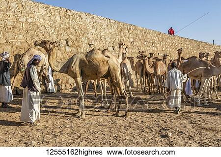 Stock Photograph - Camels at the Monday livestock market; Keren, Anseba Region, Eritrea. Fotosearch