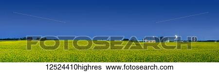 Stock Photograph - Canola field and gas plant under a blue sky on the Alberta prairies in the Edmonton area; Alberta, Canada. Fotosearch