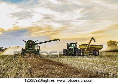 Canola harvesting and transferring the seeds to a grain buggy pulled by a tractor at sunset; Legal, Alberta, Canada View Large Photo Image Stock Photograph - Canola harvesting and transferring the seeds to a grain buggy pulled by a tractor at sunset; Legal, Alberta, Canada. Fotosearch