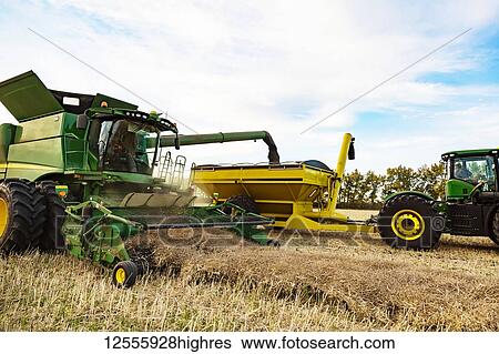 Canola harvesting and transferring the seeds to a grain buggy pulled by a tractor at sunset; Legal, Alberta, Canada View Large Photo Image Stock Photograph - Canola harvesting and transferring the seeds to a grain buggy pulled by a tractor at sunset; Legal, Alberta, Canada. Fotosearch