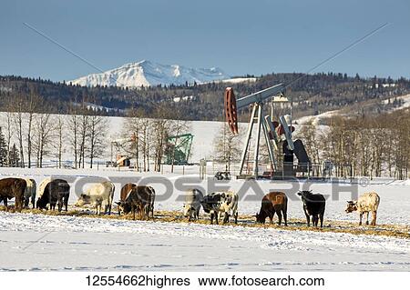 Cattle in a snow-covered field with pumpjacks, snow-covered mountains, rolling hills and blue sky in the background, West of High River; Alberta, Canada View Large Photo Image Stock Photograph - Cattle in a snow-covered field with pumpjacks, snow-covered mountains, rolling hills and blue sky in the background, West of High River; Alberta, Canada. Fotosearch