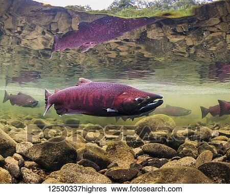 Stock Photograph - Chinook Salmon, also known as King Salmon (Oncorhynchus tshawytscha) schooled in a holding pattern prior to spawning in a tributary of the Deshka River in summer; Alaska, United States of America. Fotosearch