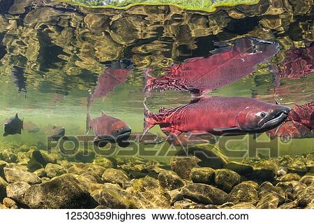 Stock Photograph - Chinook Salmon, also known as King Salmon (Oncorhynchus tshawytscha) schooled in a holding pattern prior to spawning in a tributary of the Deshka River, South-central Alaska; Alaska, United States of America. Fotosearch