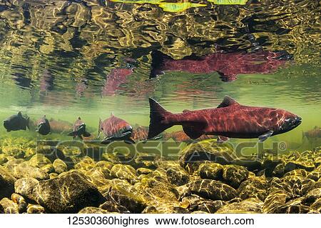 Stock Photograph - Chinook Salmon, also known as King Salmon (Oncorhynchus tshawytscha) schooled in a holding pattern prior to spawning in a tributary of the Deshka River, South-central Alaska; Alaska, United States of America. Fotosearch
