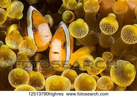 Stock Photograph - Clark's anemonefish (Amphiprion clarkii) in sea anemone (Entacmaea quadricolor); Philippines. Fotosearch