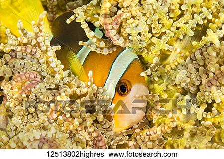 Clark's anemonefish (Amphiprion clarkii) in Beaded Sea Anemone (Heteractis aurora); Philippines View Large Photo Image Stock Photograph - Clark's anemonefish (Amphiprion clarkii) in Beaded Sea Anemone (Heteractis aurora); Philippines. Fotosearch