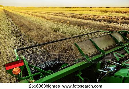 Stock Photograph - Close-up from behind of the pickup header of a combine going down a swath during the harvesting of Canola at sunset; Legal, Alberta, Canada. Fotosearch