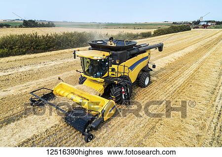 Stock Photograph - Close-up of a combine collecting lines of cut grain; Beiseker, Alberta, Canada. Fotosearch