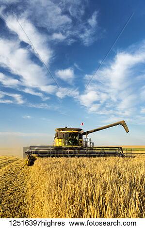 Stock Photograph - Close-up of a combine cutting into a barley field with dramatic clouds and blue sky; Beiseker, Alberta, Canada. Fotosearch