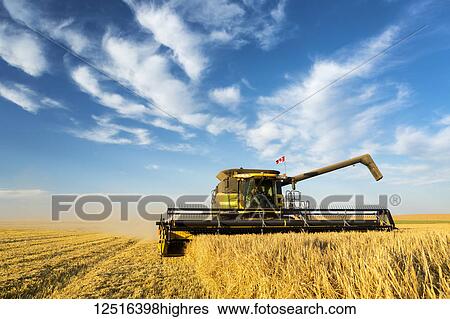 Stock Photograph - Close-up of a combine cutting into a barley field with dramatic clouds and blue sky; Beiseker, Alberta, Canada. Fotosearch