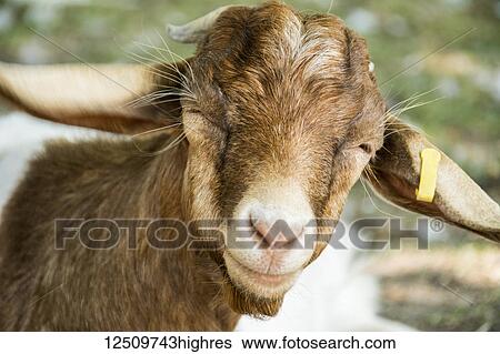 Stock Photograph - Close-up of a cute brown goat's (Capra aegagrus hircus) head with a yellow tag on it's ear; Waupoos, Ontario, Canada. Fotosearch