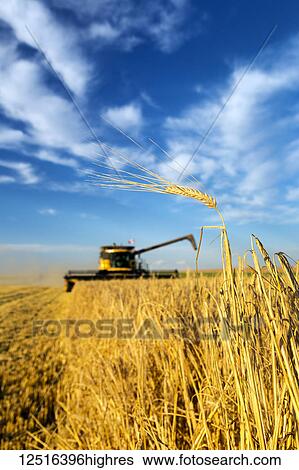 Stock Photograph - Close-up of a golden ripe barley head with a combine in the background cutting the field and dramatic clouds and blue sky; Beiseker, Alberta, Canada. Fotosearch