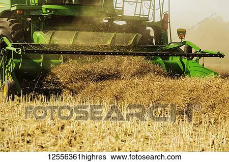 Stock Photograph - Close-up of a pickup header of a combine, harvesting canola on a swathed field; Legal, Alberta, Canada. Fotosearch