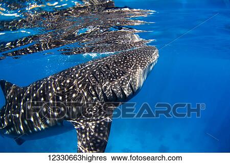 Stock Photograph - Close-Up Of A Whale Shark (Rhincodon Typus); Cebu, Central Visayas, Philippines. Fotosearch