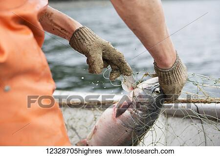 Stock Photograph - Close-up of female set-netter picking a red salmon from her net near Seldovia, South-central Alaska; Alaska, United States of America. Fotosearch