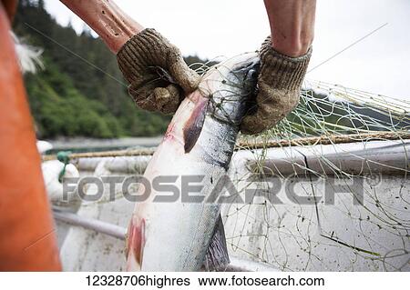 Close-up of female set-netter picking a red salmon from her net near Seldovia, South-central Alaska; Alaska, United States of America View Large Photo Image Stock Photograph - Close-up of female set-netter picking a red salmon from her net near Seldovia, South-central Alaska; Alaska, United States of America. Fotosearch