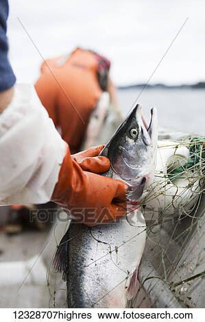 Stock Photograph - Close-up of female set-netter picking a red salmon from her net near Seldovia, South-central Alaska; Alaska, United States of America. Fotosearch