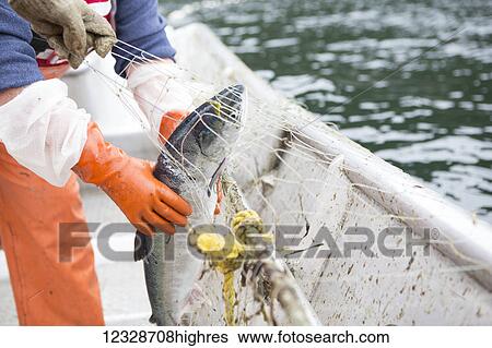 Close-up of female set-netter picking a red salmon from her net near Seldovia, South-central Alaska; Alaska, United States of America View Large Photo Image Stock Photograph - Close-up of female set-netter picking a red salmon from her net near Seldovia, South-central Alaska; Alaska, United States of America. Fotosearch