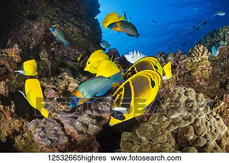 Stock Photograph - Close-up of reef fish; Lanai, Hawaii, United States of America. Fotosearch