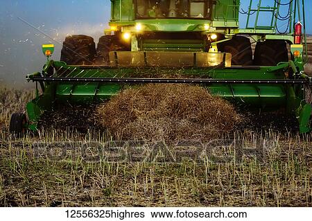 Stock Photograph - Close-Up of the pickup header of a combine at the end of a swath during the harvesting of canola at sunset; Legal, Alberta, Canada. Fotosearch