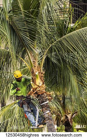 Stock Photograph - Coconut palm tree (Cocos nucifera) growing on the grounds of the King Kamehameha Hotel, Kailua-Hona, the Big Island, Hawaii, being pruned by Kellys Tree Service during the summer; Kailua- Kona, Island of Hawaii, Hawaii, United States of America. Fotosearch