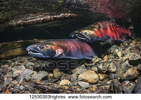 Coho Salmon, also known as Silver Salmon (Oncorhynchus kisutch) crosses over the tail end of a female as part of courtship in an Alaskan stream during the summer; Alaska, United States of America View Large Photo Image Stock Photograph - Coho Salmon, also known as Silver Salmon (Oncorhynchus kisutch) crosses over the tail end of a female as part of courtship in an Alaskan stream during the summer; Alaska, United States of America. Fotosearch