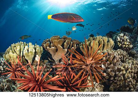 Stock Photograph - Colourful coral reef and schooling fish; Hawaii, United States of America. Fotosearch
