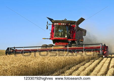 Stock Photograph - Combine Harvesting Grain On The Hills In The Palouse Region Of Eastern Washington; Washington, United States Of America. Fotosearch