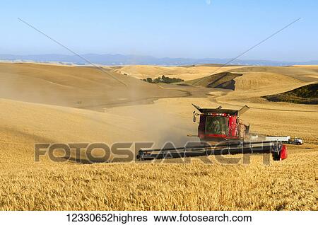 Combine Harvests Grain On The Hills Of The Palouse Region Of Washington; Washington, United States Of America View Large Photo Image Stock Photograph - Combine Harvests Grain On The Hills Of The Palouse Region Of Washington; Washington, United States Of America. Fotosearch