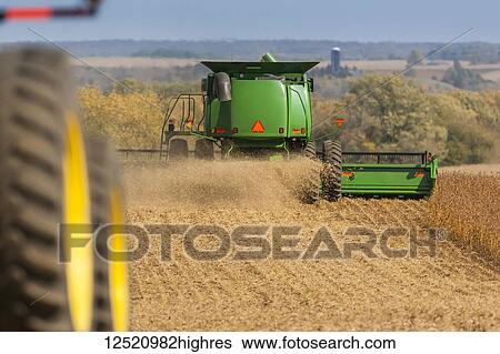 Combine picking beans during soybean harvest, near Nerstrand; Minnesota, United States of America View Large Photo Image Stock Photograph - Combine picking beans during soybean harvest, near Nerstrand; Minnesota, United States of America. Fotosearch