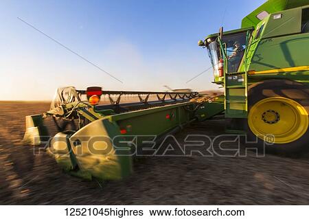 Stock Photograph - Combine picking beans during soybean harvest, near Nerstrand; Minnesota, United States of America. Fotosearch