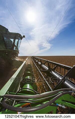Stock Photograph - Combine picking beans during soybean harvest, near Nerstrand; Minnesota, United States of America. Fotosearch