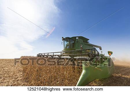 Combine picking beans during soybean harvest, near Nerstrand; Minnesota, United States of America View Large Photo Image Stock Photograph - Combine picking beans during soybean harvest, near Nerstrand; Minnesota, United States of America. Fotosearch