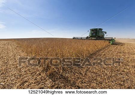 Combine picking beans during soybean harvest, near Nerstrand; Minnesota, United States of America View Large Photo Image Stock Photograph - Combine picking beans during soybean harvest, near Nerstrand; Minnesota, United States of America. Fotosearch