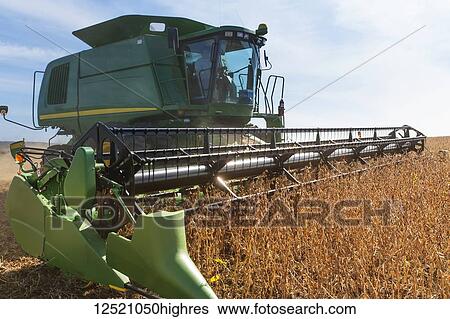 Combine picking beans during soybean harvest, near Nerstrand; Minnesota, United States of America View Large Photo Image Stock Photograph - Combine picking beans during soybean harvest, near Nerstrand; Minnesota, United States of America. Fotosearch