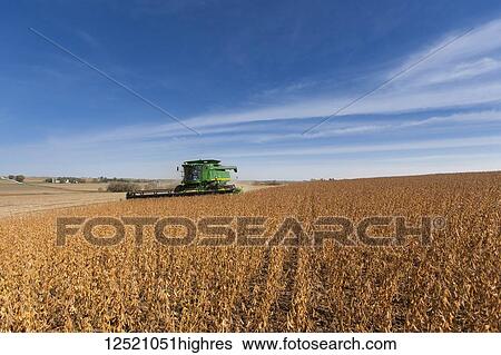 Stock Photograph - Combine picking beans during soybean harvest, near Nerstrand; Minnesota, United States of America. Fotosearch