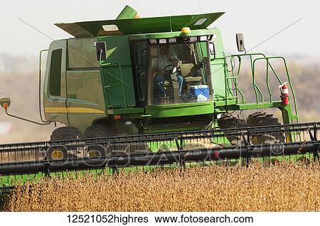 Combine picking beans during soybean harvest, near Nerstrand; Minnesota, United States of America View Large Photo Image Stock Photograph - Combine picking beans during soybean harvest, near Nerstrand; Minnesota, United States of America. Fotosearch