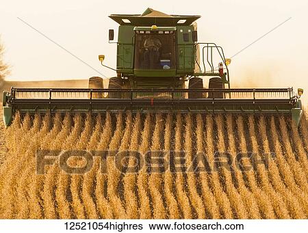 Stock Photograph - Combine picking beans during soybean harvest, near Nerstrand; Minnesota, United States of America. Fotosearch