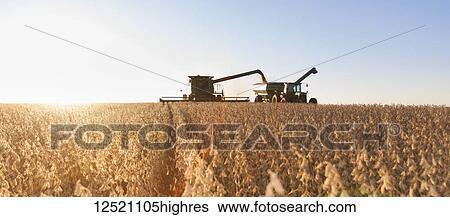 Stock Photograph - Combine picking beans during soybean harvest, near Nerstrand; Minnesota, United States of America. Fotosearch