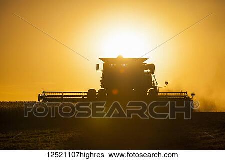 Stock Photograph - Combine picking beans during soybean harvest, near Nerstrand; Minnesota, United States of America. Fotosearch