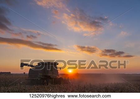 Combine picking corn at sunset, near Nerstrand; Minnesota, United States of America View Large Photo Image Stock Photograph - Combine picking corn at sunset, near Nerstrand; Minnesota, United States of America. Fotosearch