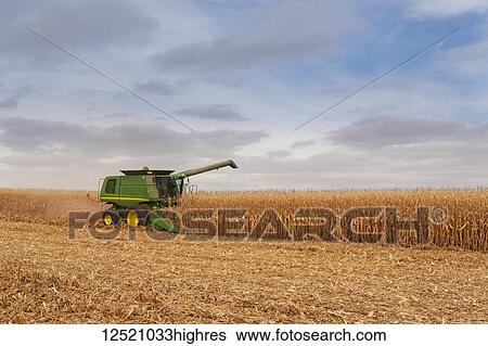 Combine picking corn during corn harvest, near Nerstrand; Minnesota, United States of America View Large Photo Image Stock Photograph - Combine picking corn during corn harvest, near Nerstrand; Minnesota, United States of America. Fotosearch