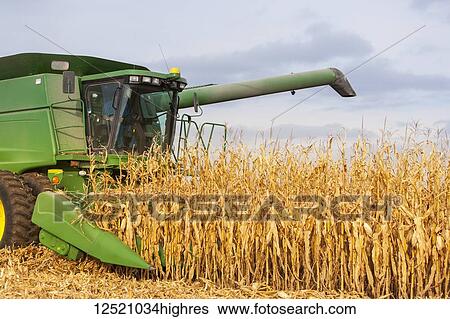 Stock Photograph - Combine picking corn during corn harvest, near Nerstrand; Minnesota, United States of America. Fotosearch