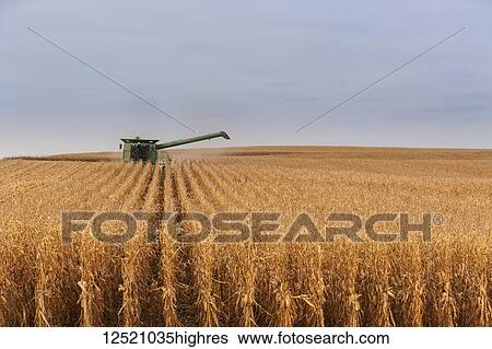 Combine picking corn during corn harvest, near Nerstrand; Minnesota, United States of America View Large Photo Image Stock Photograph - Combine picking corn during corn harvest, near Nerstrand; Minnesota, United States of America. Fotosearch