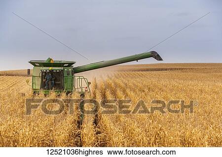 Stock Photograph - Combine picking corn during corn harvest, near Nerstrand; Minnesota, United States of America. Fotosearch