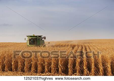 Stock Photograph - Combine picking corn during corn harvest, near Nerstrand; Minnesota, United States of America. Fotosearch