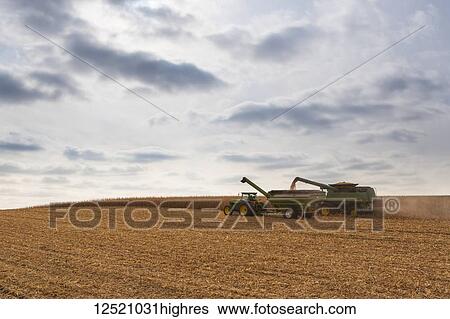 Stock Photograph - Combine unloads into a grain wagon during corn harvest, near Nerstrand; Minnesota, United States of America. Fotosearch